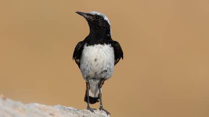 Finsch`s Wheatear