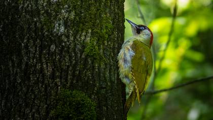 Yeşil ağaçkakan » European Green Woodpecker » Picus viridis