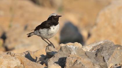 Finsch`s Wheatear