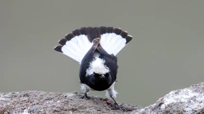 Finsch`s Wheatear