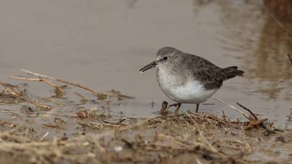 Temminck`s Stint