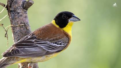 Karabaşlı kirazkuşu » Black-headed Bunting » Emberiza melanocephala