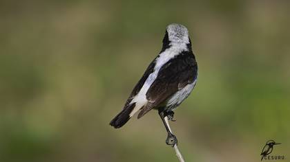 Finsch`s Wheatear