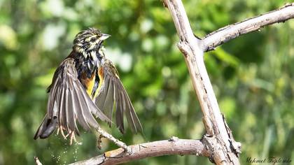 Bahçe kirazkuşu » Cirl Bunting » Emberiza cirlus