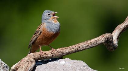 Cretzschmar`s Bunting