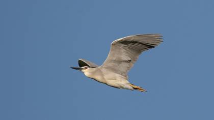 Gece balıkçılı » Black-crowned Night Heron » Nycticorax nycticorax