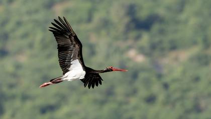 Kara leylek » Black Stork » Ciconia nigra