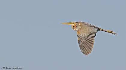 Erguvani balıkçıl » Purple Heron » Ardea purpurea