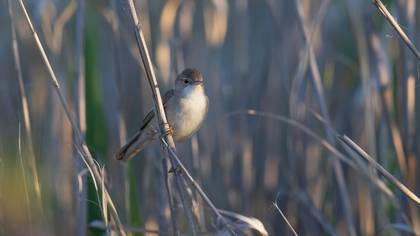 Saz kamışçını » Common Reed Warbler » Acrocephalus scirpaceus