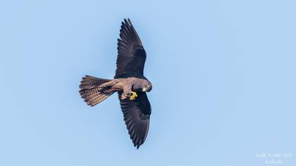 Eleonora`s Falcon