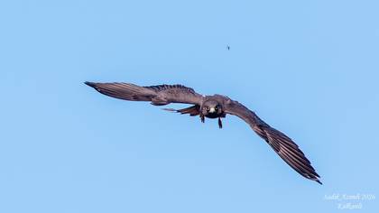 Eleonora`s Falcon