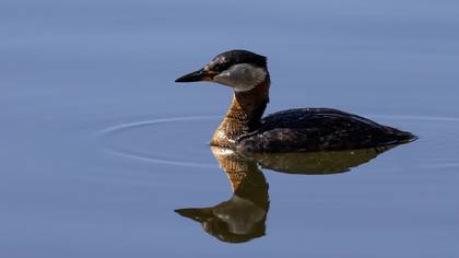 Kızılboyunlu batağan » Red-necked Grebe » Podiceps grisegena
