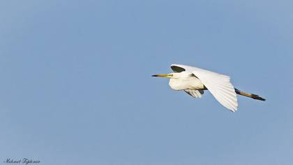 Büyük ak balıkçıl » Great Egret » Ardea alba