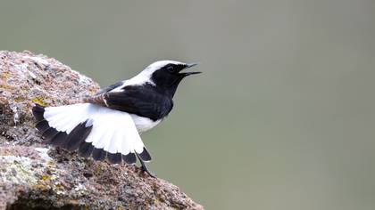 Finsch`s Wheatear