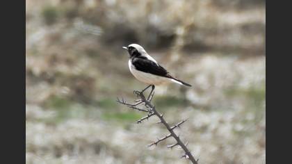 Finsch`s Wheatear