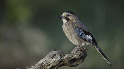 Alakarga » Eurasian Jay » Garrulus glandarius
