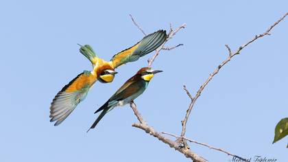 Arıkuşu » European Bee-eater » Merops apiaster