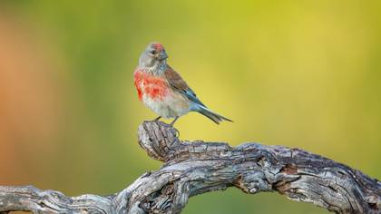Ketenkuşu » Common Linnet » Linaria cannabina