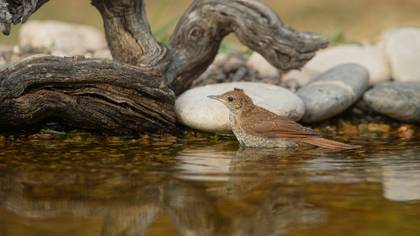 Bülbül » Common Nightingale » Luscinia megarhynchos