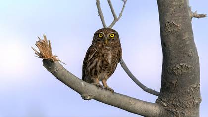 Kukumav