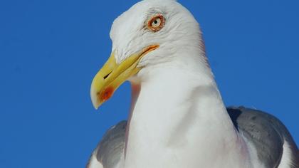 Tanımsız