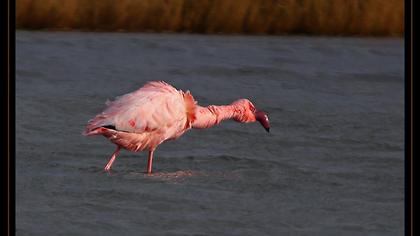 Küçük flamingo