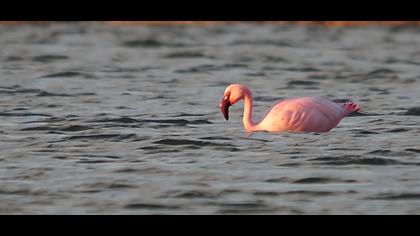 Küçük flamingo