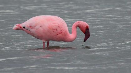 Küçük flamingo