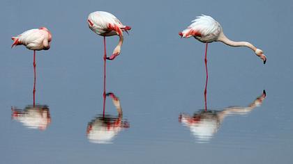 Flamingo