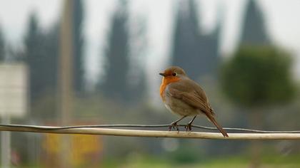 Kızılgerdan