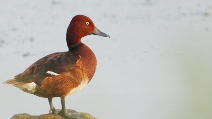 Pasbaş patka