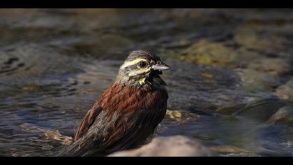 Bahçe kirazkuşu » Cirl Bunting » Emberiza cirlus