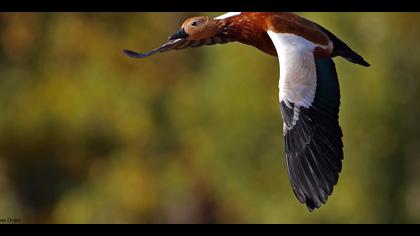 Angıt » Ruddy Shelduck » Tadorna ferruginea