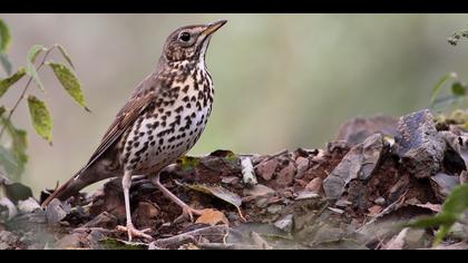 Öter ardıç » Song Thrush » Turdus philomelos