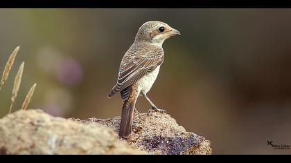 Kızılsırtlı örümcekkuşu » Red-backed Shrike » Lanius collurio