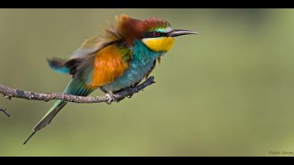 Arıkuşu » European Bee-eater » Merops apiaster