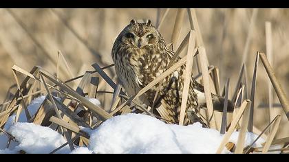 Kır baykuşu » Short-eared Owl » Asio flammeus