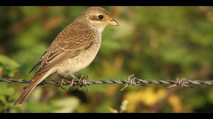 Kızılsırtlı örümcekkuşu » Red-backed Shrike » Lanius collurio