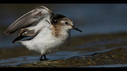 Küçük kumkuşu » Little Stint » Calidris minuta