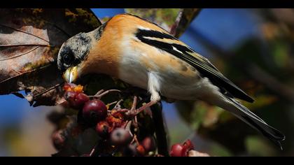 Dağ ispinozu » Brambling » Fringilla montifringilla