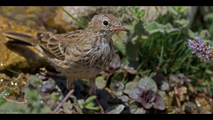 Dağ incirkuşu » Water Pipit » Anthus spinoletta