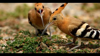 İbibik » Eurasian Hoopoe » Upupa epops