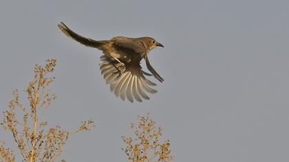 Irak yedikardeşi