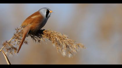 Bıyıklı baştankara » Bearded Reedling » Panurus biarmicus