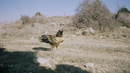 Sakallı akbaba