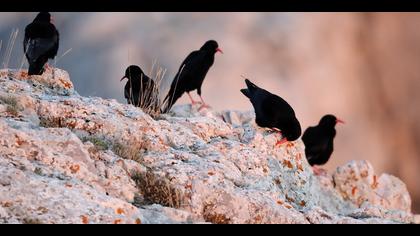 Kırmızıgagalı dağ kargası » Red-billed Chough » Pyrrhocorax pyrrhocorax