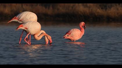 Küçük flamingo