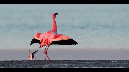 Küçük flamingo