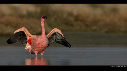 Küçük flamingo