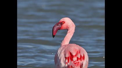 Küçük flamingo